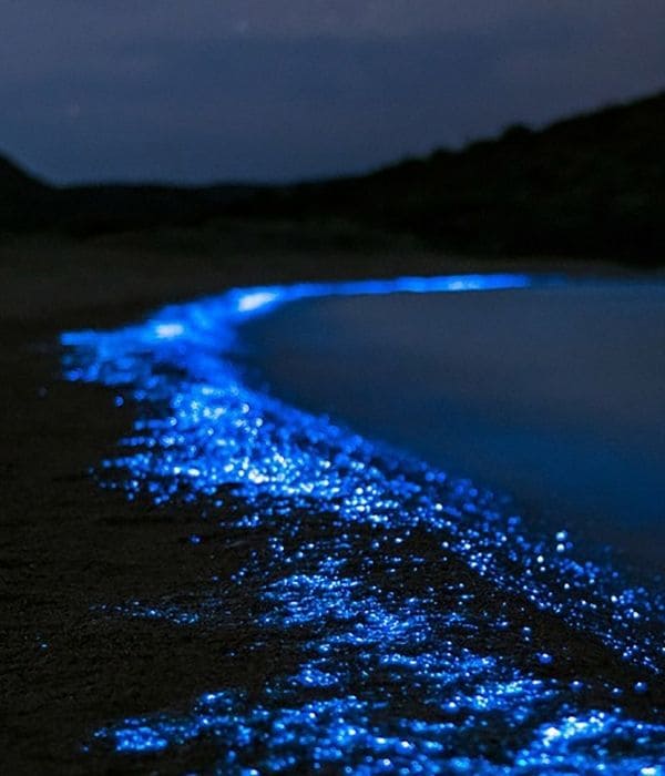 Baru y Plankton en cartagena